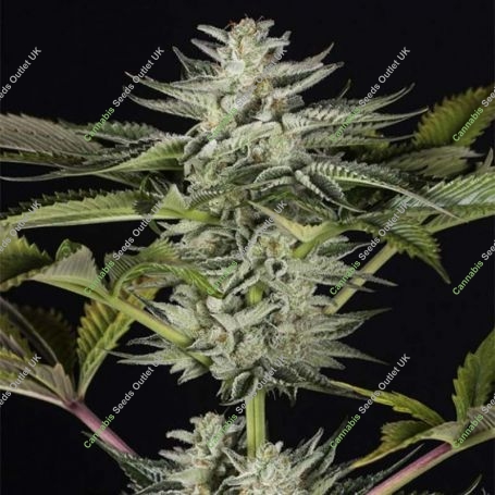 Ocean Grown Cookies Feminized Marijuana Strain by Dinafem Seeds For Sale Online at Cannabis Seeds Outlet