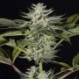 Ocean Grown Cookies Feminized Marijuana Strain by Dinafem Seeds For Sale Online at Cannabis Seeds Outlet