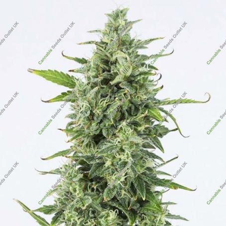 OG Kush Auto Feminized Marijuana Strain by Dinafem Seeds For Sale Online at Cannabis Seeds Outlet