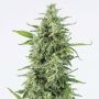 OG Kush Auto Feminized Marijuana Strain by Dinafem Seeds For Sale Online at Cannabis Seeds Outlet