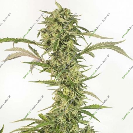 OG Kush CBD Auto Feminized Marijuana Strain by Dinafem Seeds For Sale Online at Cannabis Seeds Outlet