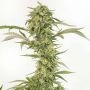 OG Kush CBD Auto Feminized Marijuana Strain by Dinafem Seeds For Sale Online at Cannabis Seeds Outlet