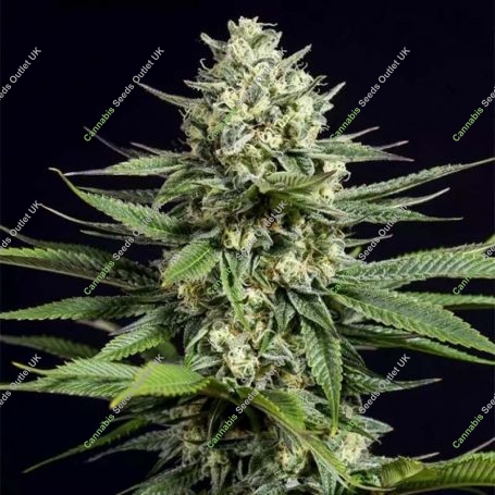 OG Kush CBD Feminized Marijuana Strain by Dinafem Seeds For Sale Online at Cannabis Seeds Outlet