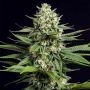 OG Kush CBD Feminized Marijuana Strain by Dinafem Seeds For Sale Online at Cannabis Seeds Outlet