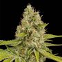 OG Kush Female Dinafem Cannabis Weed Seeds
