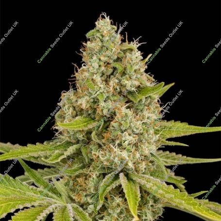 OG Kush Feminized Marijuana Strain by Dinafem Seeds For Sale Online at Cannabis Seeds Outlet