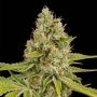 OG Kush Feminized Marijuana Strain by Dinafem Seeds For Sale Online at Cannabis Seeds Outlet