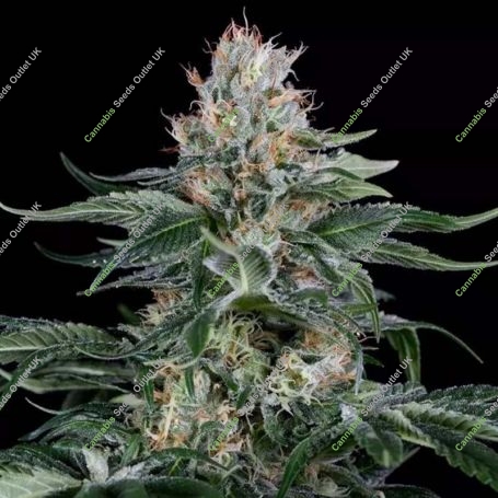 Orange Juice Feminized Marijuana Strain by Dinafem Seeds For Sale Online at Cannabis Seeds Outlet