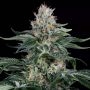 Orange Juice Feminized Marijuana Strain by Dinafem Seeds For Sale Online at Cannabis Seeds Outlet