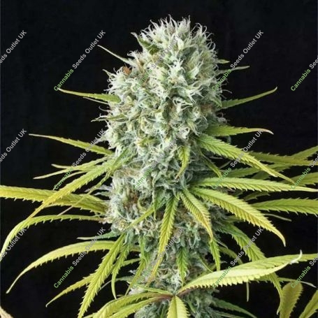Original Amnesia Feminized Marijuana Strain by Dinafem Seeds For Sale Online at Cannabis Seeds Outlet