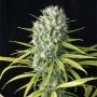 Original Amnesia Feminized Marijuana Strain by Dinafem Seeds For Sale Online at Cannabis Seeds Outlet