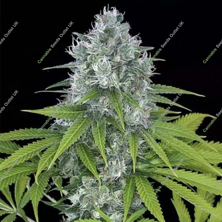 Powerkush Feminized Marijuana Strain by Dinafem Seeds For Sale Online at Cannabis Seeds Outlet