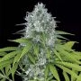 Powerkush Feminized Marijuana Strain by Dinafem Seeds For Sale Online at Cannabis Seeds Outlet