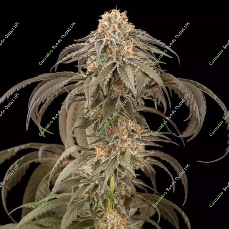 Purple Afghan Kush Feminized Marijuana Strain by Dinafem Seeds For Sale Online at Cannabis Seeds Outlet