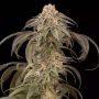 Purple Afghan Kush Feminized Marijuana Strain by Dinafem Seeds For Sale Online at Cannabis Seeds Outlet