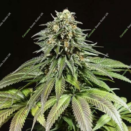 Purple Moby Dick Feminized Marijuana Strain by Dinafem Seeds For Sale Online at Cannabis Seeds Outlet