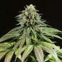 Purple Moby Dick Feminized Marijuana Strain by Dinafem Seeds For Sale Online at Cannabis Seeds Outlet