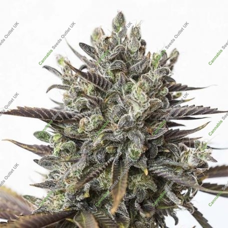 Purple Orange CBD Feminized Marijuana Strain by Dinafem Seeds For Sale Online at Cannabis Seeds Outlet