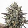 Purple Orange CBD Feminized Marijuana Strain by Dinafem Seeds For Sale Online at Cannabis Seeds Outlet