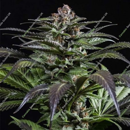 Purps No.1 Feminized Marijuana Strain by Dinafem Seeds For Sale Online at Cannabis Seeds Outlet