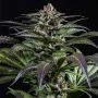 Purps No.1 Feminized Marijuana Strain by Dinafem Seeds For Sale Online at Cannabis Seeds Outlet