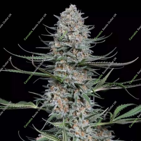 Quick Critical + Feminized Marijuana Strain by Dinafem Seeds For Sale Online at Cannabis Seeds Outlet