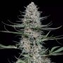 Quick Critical + Feminized Marijuana Strain by Dinafem Seeds For Sale Online at Cannabis Seeds Outlet