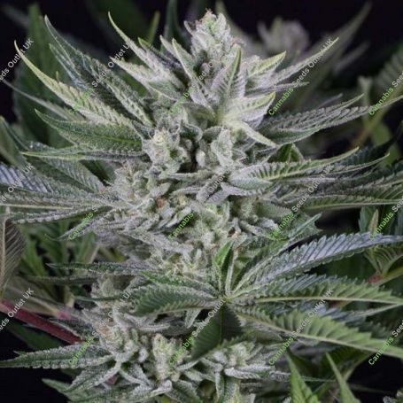 Quick Gorilla Feminized Marijuana Strain by Dinafem Seeds For Sale Online at Cannabis Seeds Outlet