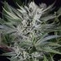 Quick Gorilla Feminized Marijuana Strain by Dinafem Seeds For Sale Online at Cannabis Seeds Outlet