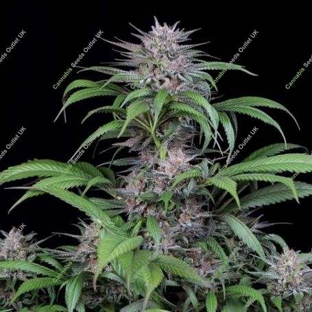 Quick Kush Feminized Marijuana Strain by Dinafem Seeds For Sale Online at Cannabis Seeds Outlet