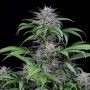Quick Kush Feminized Marijuana Strain by Dinafem Seeds For Sale Online at Cannabis Seeds Outlet
