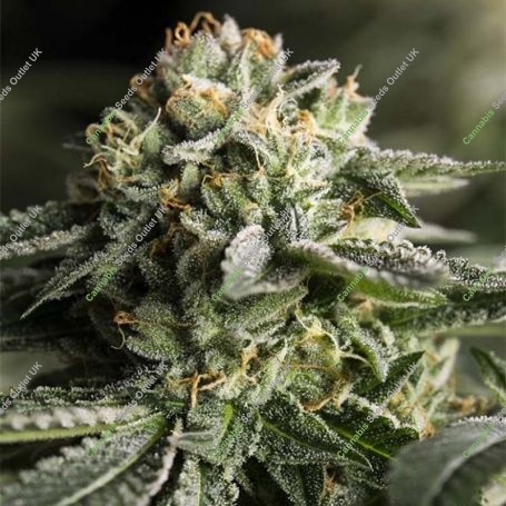 Remo Chemo Feminized Marijuana Strain by Dinafem Seeds For Sale Online at Cannabis Seeds Outlet