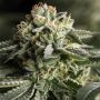 Remo Chemo Feminized Marijuana Strain by Dinafem Seeds For Sale Online at Cannabis Seeds Outlet