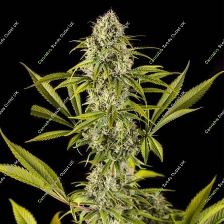Royal Haze Feminized Marijuana Strain by Dinafem Seeds For Sale Online at Cannabis Seeds Outlet