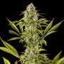 Royal Haze Feminized Marijuana Strain by Dinafem Seeds For Sale Online at Cannabis Seeds Outlet