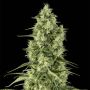 Santa Sativa Female Dinafem Cannabis Seeds