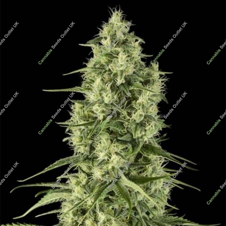 Santa Sativa Feminized Marijuana Strain by Dinafem Seeds For Sale Online at Cannabis Seeds Outlet
