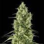 Santa Sativa Feminized Marijuana Strain by Dinafem Seeds For Sale Online at Cannabis Seeds Outlet