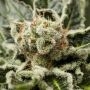 Shark Attack Feminized Marijuana Strain by Dinafem Seeds For Sale Online at Cannabis Seeds Outlet