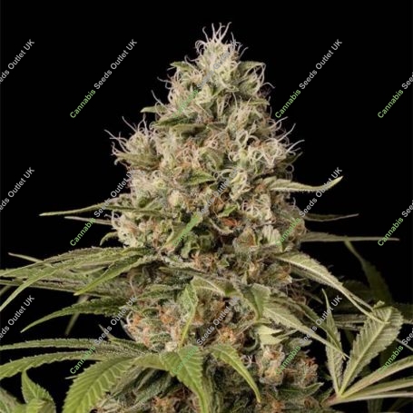 Shark Shock CBD Feminized Marijuana Strain by Dinafem Seeds For Sale Online at Cannabis Seeds Outlet