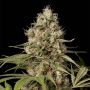 Shark Shock CBD Feminized Marijuana Strain by Dinafem Seeds For Sale Online at Cannabis Seeds Outlet