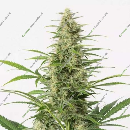 Sour Diesel Auto Feminized Marijuana Strain by Dinafem Seeds For Sale Online at Cannabis Seeds Outlet