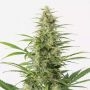 Sour Diesel Auto Feminized Marijuana Strain by Dinafem Seeds For Sale Online at Cannabis Seeds Outlet