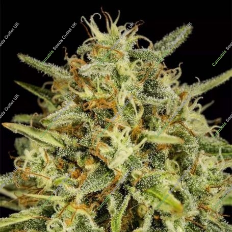 Strawberry Amnesia Feminized Marijuana Strain by Dinafem Seeds For Sale Online at Cannabis Seeds Outlet