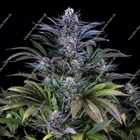 Super Silver Feminized Marijuana Strain by Dinafem Seeds For Sale Online at Cannabis Seeds Outlet