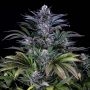 Super Silver Feminized Marijuana Strain by Dinafem Seeds For Sale Online at Cannabis Seeds Outlet
