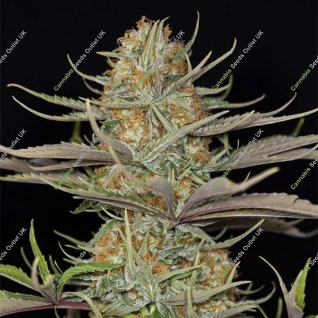 Sweet Deep Grapefruit Feminized Marijuana Strain by Dinafem Seeds For Sale Online at Cannabis Seeds Outlet