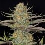 Sweet Deep Grapefruit Feminized Marijuana Strain by Dinafem Seeds For Sale Online at Cannabis Seeds Outlet