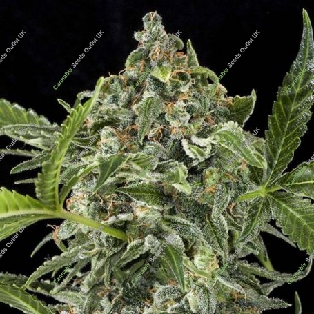 White Cheese Auto Feminized Marijuana Strain by Dinafem Seeds For Sale Online at Cannabis Seeds Outlet