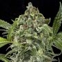 White Cheese Auto Feminized Marijuana Strain by Dinafem Seeds For Sale Online at Cannabis Seeds Outlet